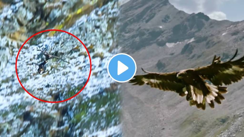 Small Bird Is Flying With 100 Kg Of Animal At A Height Of 1000 Feet Animal shocking video goes viral