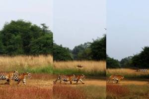 in disciplined manner queen of tadoba little Tara and her cubs on morning excursion