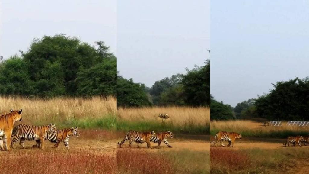 in disciplined manner queen of tadoba little Tara and her cubs on morning excursion