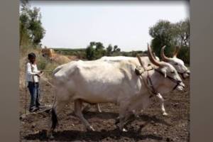 Farmer leader Vijay Javandhia referenced Varhadi poet Vitthal Waghs poem in his comment in nagpur