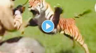 Tiger attack on Man Viral Video