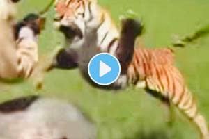 Tiger attack on Man Viral Video