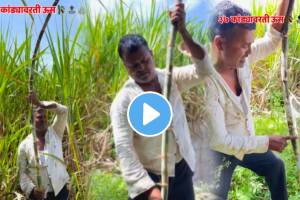 Sugarcane Farming information happy farmer video viral on social media