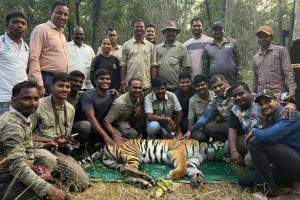 second phase of tiger migration is complete with another tigress captured from Tadoba