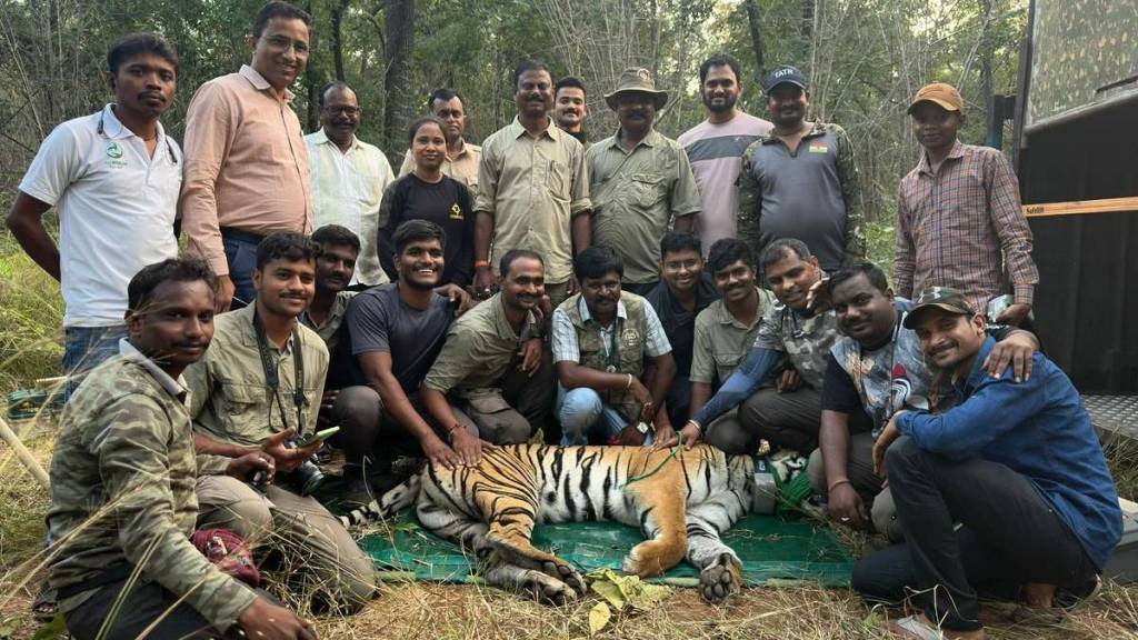 second phase of tiger migration is complete with another tigress captured from Tadoba