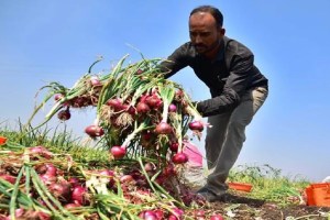 Rabi onion cultivation will increase by lakh hectares Mumbai