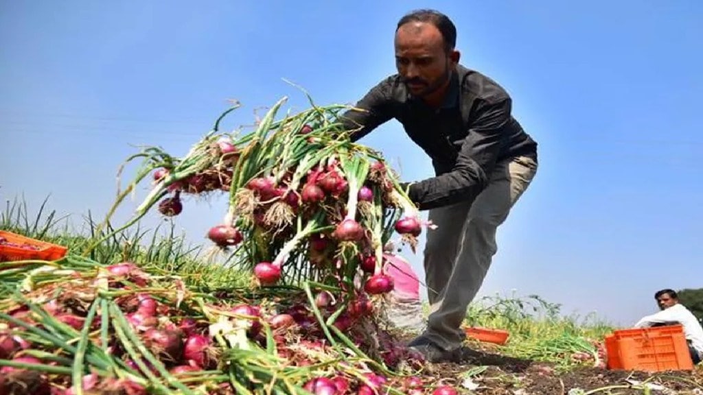 Rabi onion cultivation will increase by lakh hectares Mumbai