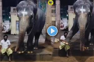 Pure love Between elephant and caretaker