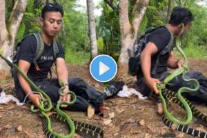 Snake Bites Man Viral Video