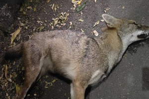 Golden fox dead in Kharghar, Golden fox, Kharghar,