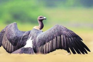 Tadoba Jatayu vulture death, Jatayu, Tadoba vulture,