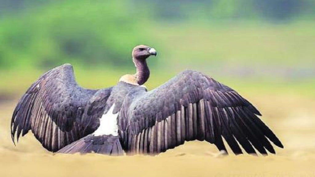 Tadoba Jatayu vulture death, Jatayu, Tadoba vulture,