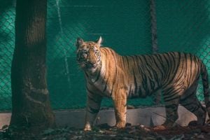 Zeenat tigress from Tadoba reached forest of Similipal