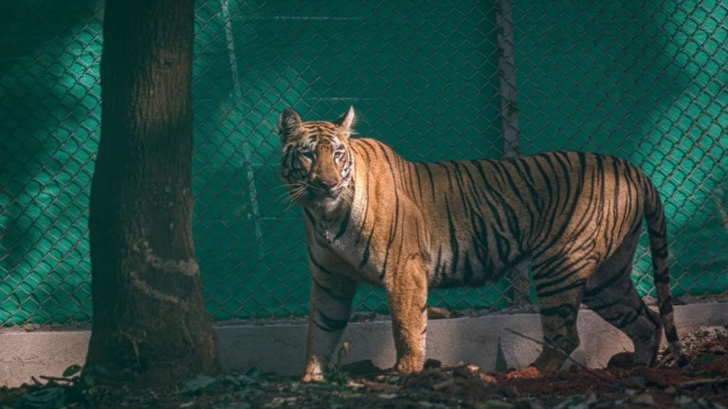 Zeenat tigress from Tadoba reached forest of Similipal