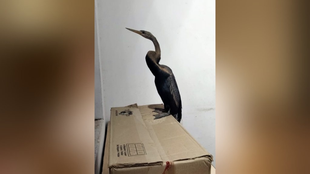 archer bird was found near an urban settlement in Miraj sangli news