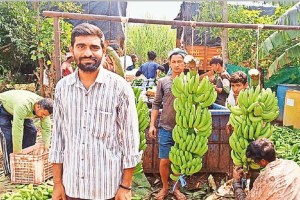 banana cultivation farmer kiran gadkari tried different experiment for banana farming