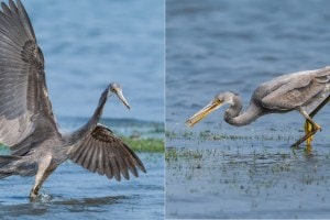 majority of bird species in india face decline