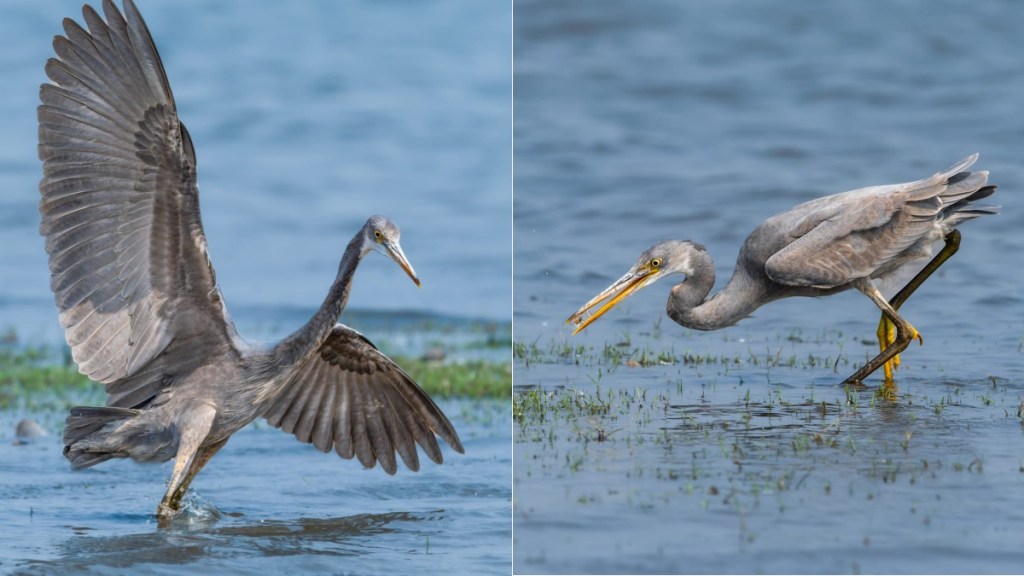 majority of bird species in india face decline