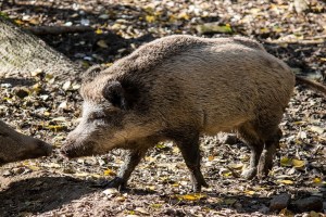 Uran paddy fields, wild boars damage paddy fields,