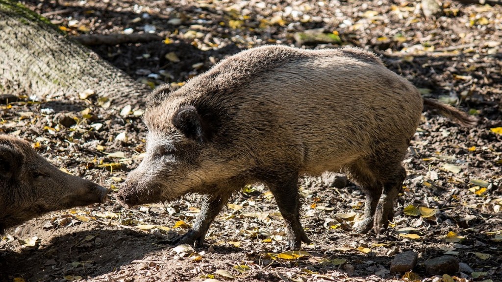 Uran paddy fields, wild boars damage paddy fields,