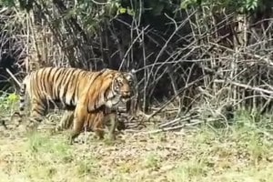 tigress Bijli walking with three cubs