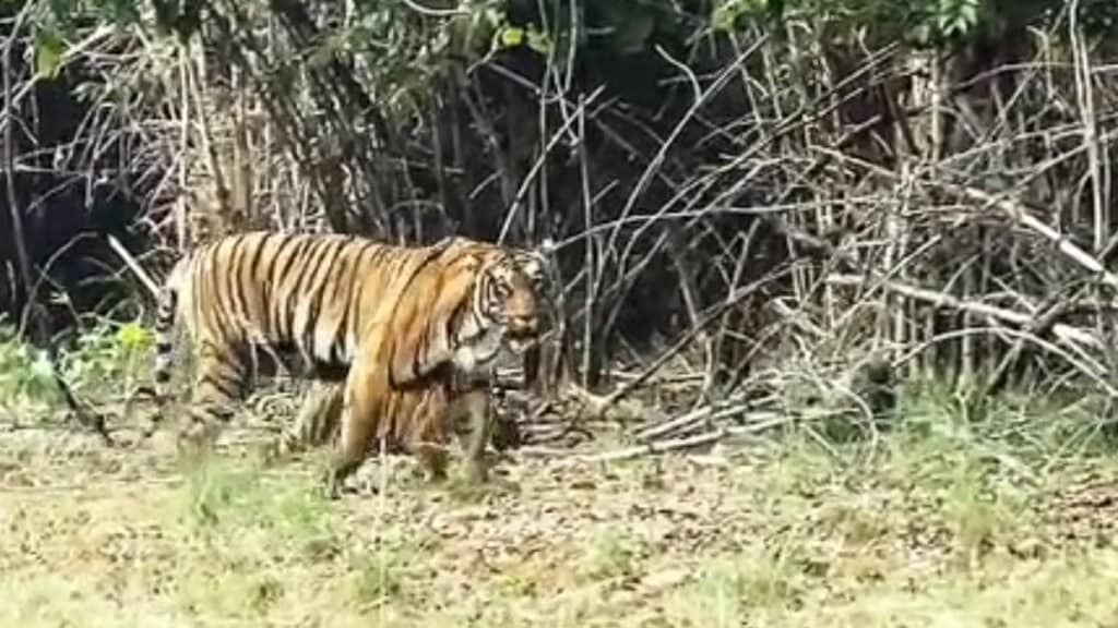 tigress Bijli walking with three cubs