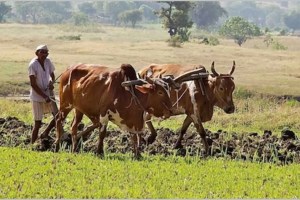 rabi crops sowing