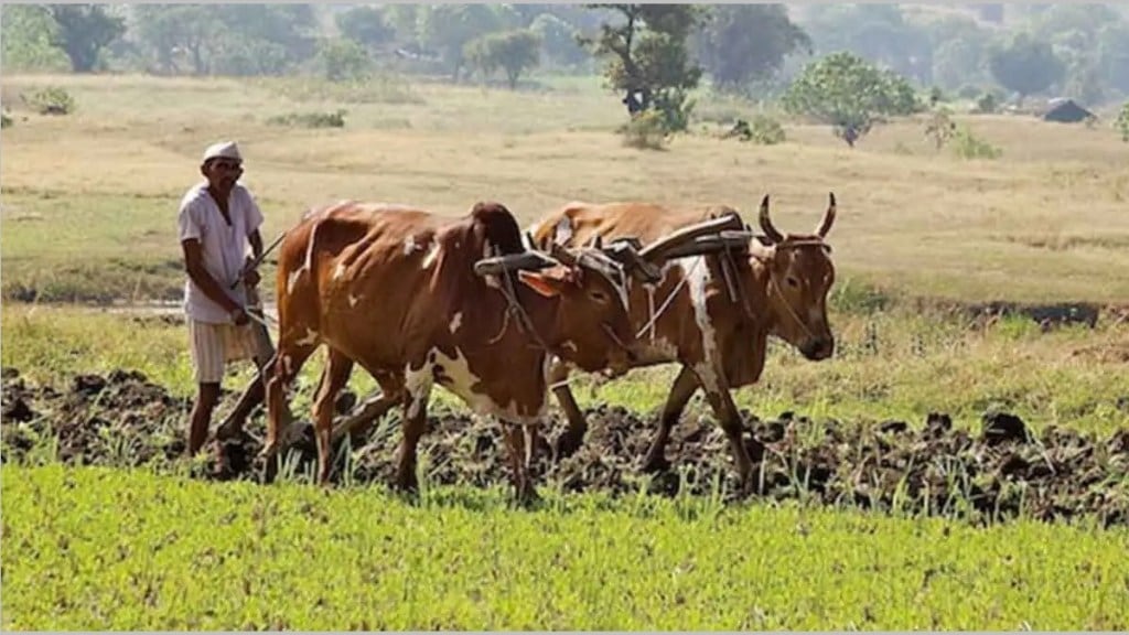 rabi crops sowing