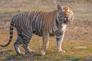 tiger attack Chandrapur