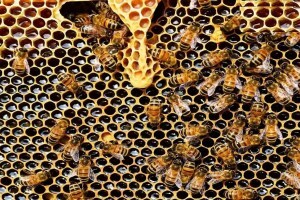 bees attack villagers marathi news