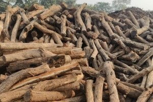 nashik khair wood seized