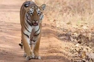 Chandrapur tiger death marathi news