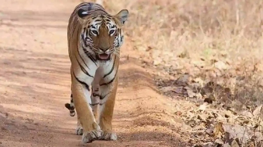 Chandrapur tiger death marathi news