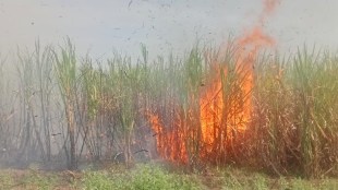 sugarcane crops burnt karad