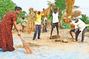 rice msp marathi news