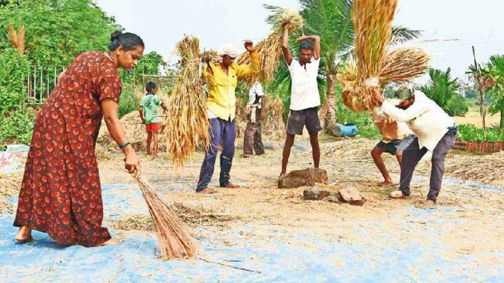 rice msp marathi news