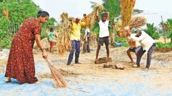 भाताच्या हमीभावातील अत्यल्प वाढीने शेतकरी नाराज