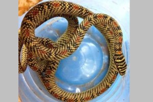 rare ornate flying snake found in Sahyadri