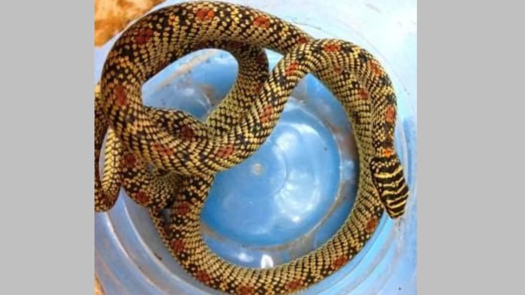 rare ornate flying snake found in Sahyadri