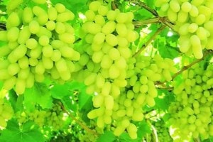 navi Mumbai grape season