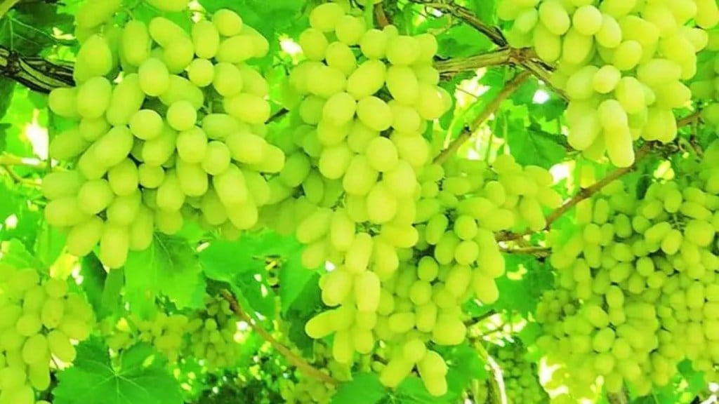 navi Mumbai grape season