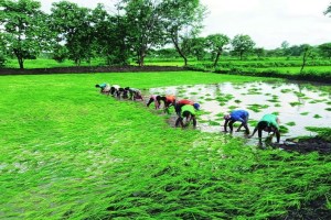 nashik farmer death marathi news