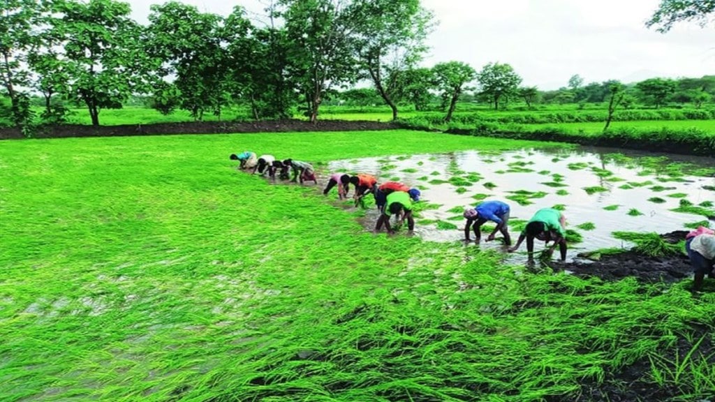 nashik farmer death marathi news