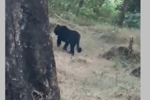 black leopard maharashtra