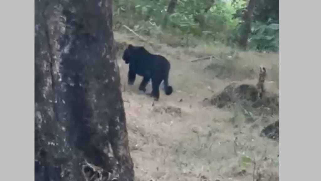 black leopard maharashtra