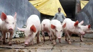 Maharashtra swine flu death