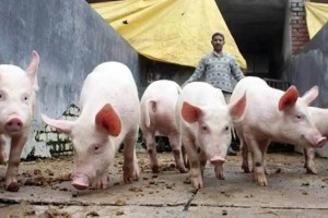 Maharashtra swine flu death