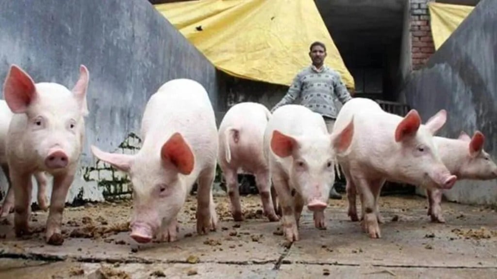 Maharashtra swine flu death