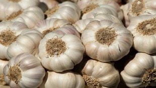 Afghanistan garlic imported