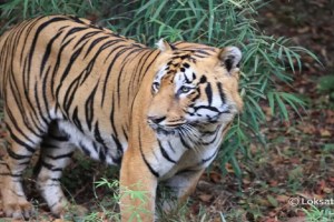 Ranthambore National Park 25 tigers missing